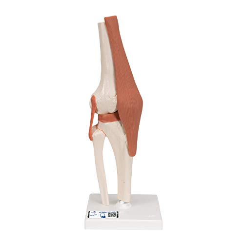 3B Scientific Menschliche Anatomie - Kniegelenk-Funktionsmodell