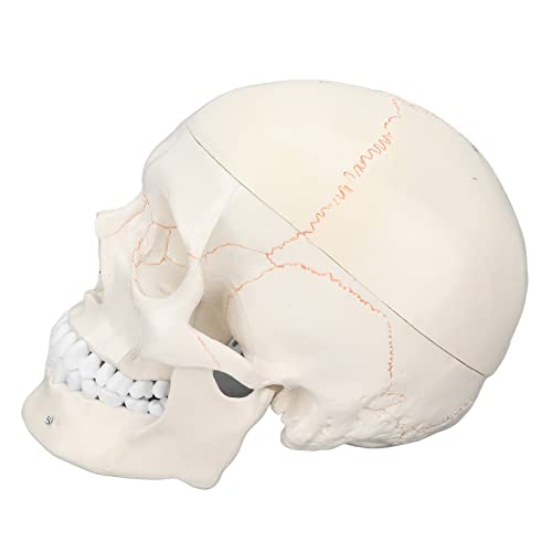 Schädelmodell, abnehmbares anatomisches Modell des menschlichen Schädels aus PVC für die wissenschaftliche Forschung