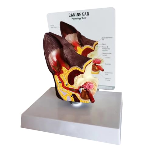 LKYLVEE Hundeohrmodell Anatomie - Anatomisches 3D-Ohrmodell - für Hunde-Haustierkrankenhaus-Lehrmaterial Geschenke,Flesh,20cm