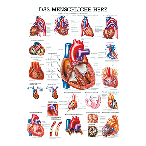 Das Herz Lehrtafel Anatomie 100x70 cm medizinische Lehrmittel