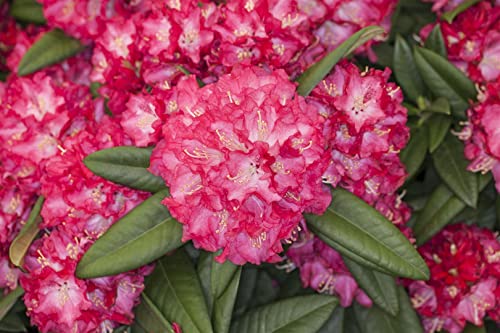 Rhododendron Hybr.'Nofretete' C 5 30-40 Rhododendron 'Nofretete',winterhart, deutsche Baumschulqualität, im Topf für optimales anwachsen