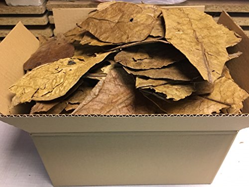 catappa-leaves Seemandelbaumblätter 300g B-Ware unsortiert - Blitzversand im Paket
