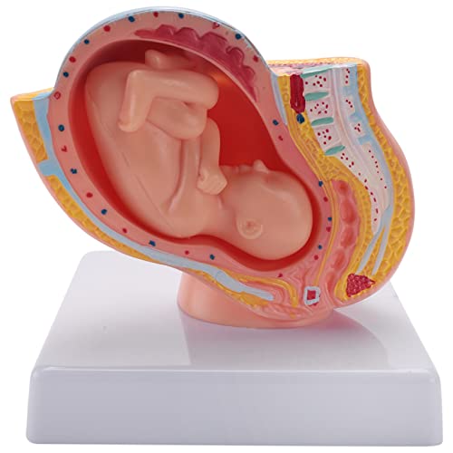 Lrporyvn Menschliche Schwangerschaft fetale Entwicklung 9. Monat Embryonales Beckenmodell Fetus Fetus Schwangerschaft Anatomie des Plazenta-Modells