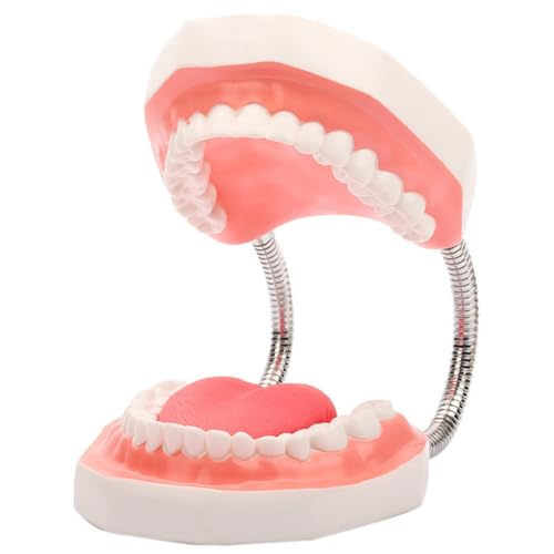 Ficher Zähne Mund Modell 6X vergrößert mit Metallscharnier, komplettes Set Zähne und abnehmbarer Zunge, PVC Sprachtherapiewerkzeug, langlebige feine Verarbeitung