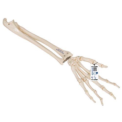 3B Scientific Menschliche Anatomie - Handskelett mit Unterarm, Elastisch Montiert - 3B Smart Anatomy