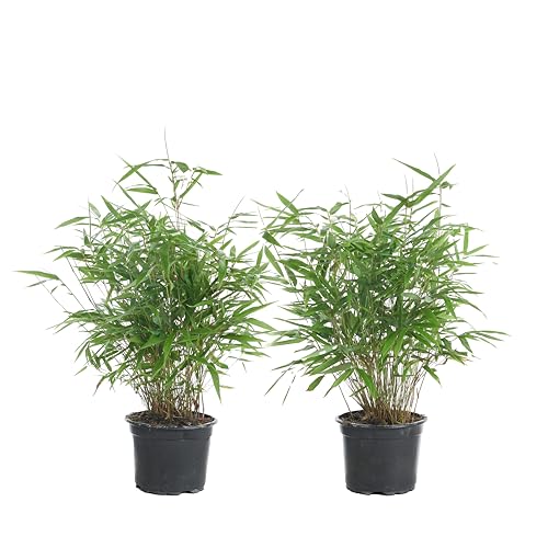 2x Fargesia Formidable – Bambus – Gartenpflanze – Winterhart – ⌀17 cm – 40-50 cm