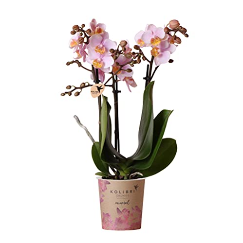 Kolibri Orchids | Rosa Phalaenopsis Orchidee - Andorra - Topfgröße Ø9cm | blühende Zimmerpflanze - frisch vom Züchter