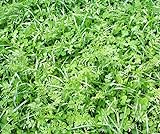 Schnellgrüner Bodenkur von bobby-seeds, schnelle Begrünung von Brachen 2,5 KG