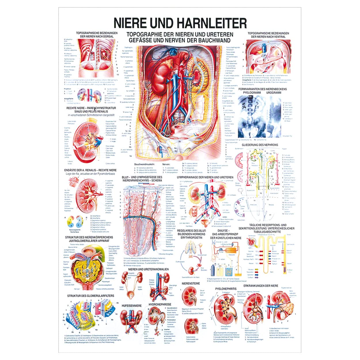 Rüdiger Niere und Harnleiter Lehrtafel Anatomie 100x70 cm medizinische Lehrmittel
