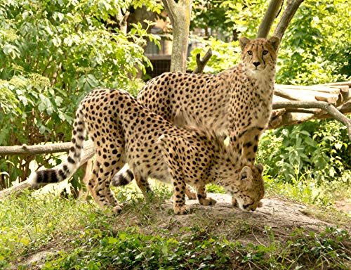 Tierwelt Gepard, 1000 Teile im hochwertigen Karton, Puzzleteile im wiederverschließbaren Beutel 50x70CM