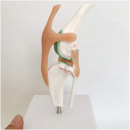 FHUILI Educational Modell Hund Kniegelenk-Modell - Tiergelenk Anatomie Modell medizinische anatomische Kniegelenk-Modell mit Ligamentum für Veterinär-Teaching-Studie,A