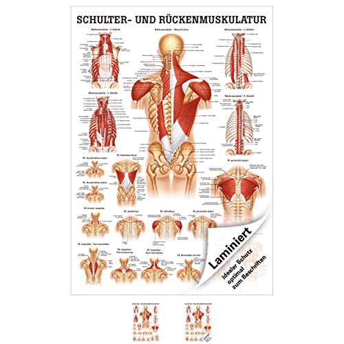 Schulter- und Rückenmuskulatur Poster Anatomie 70x50 cm medizinische Lehrmittel