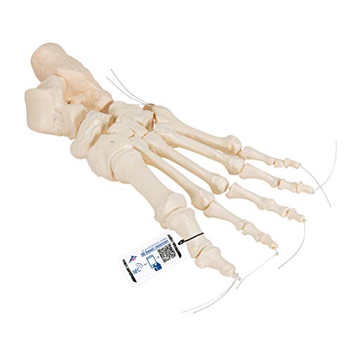 3B Scientific Menschliche Anatomie - Fußskelett Lose Auf Nylon gezogen - 3B Smart Anatomy