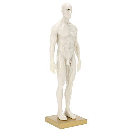 Muskel-Skelett-Strukturmodell, 11,8 Zoll Höhe Hochgradig simuliertes Körpermuskel-Knochenmodell Männliches anatomisches Modell 11,8 x 3,1 x 3 Zoll für Heimschullaboratorien