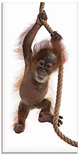 Artland Qualitätsbilder I Glasbilder Deko Glas Bilder 30 x 60 cm Tiere Wildtiere Affe Foto Weiß A5TR Baby Sumatra Orang Utan hängt an einem Seil