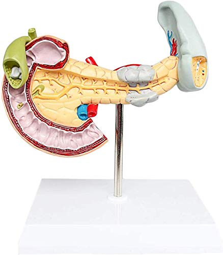 FHUILI Human Organ Anatomisches Modell - Pancreas Modell - Bauchspeicheldrüsen Duodenal Pathologische Modell - Medizinische Anatomische Magen-Darm-Organ-Modell - für das Studium Anzeige Lehre