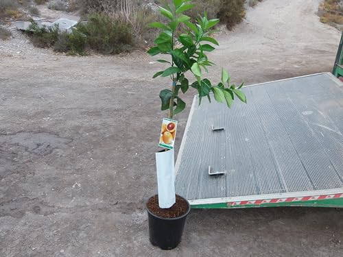 Blutorangenbaum, Citrus - sanguinelli, naranjo, ca. 125-140 cm hoch