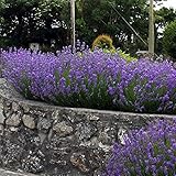 10 x Lavandula angustifolia ‚Munstead' (Lavendel) !!!Stecklingsvermehrt!!!