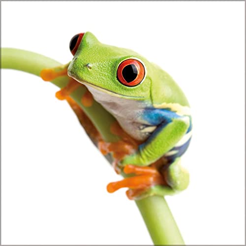 artissimo Glasbild Mini Frog I 30 x 30 cm