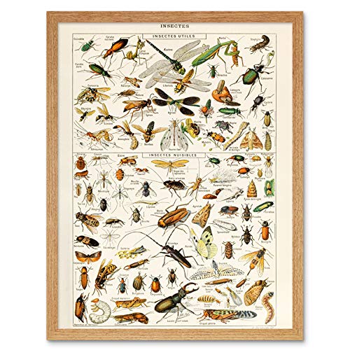 Millot Encyclopedia Page Insects Dragonfly Art Print Framed Poster Wall Decor 12x16 inch Seite Drachen Wand Deko