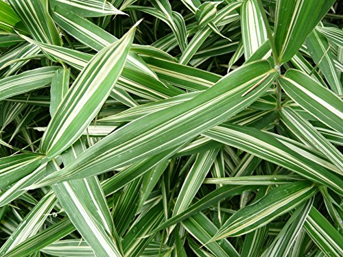 3 x Pleioblastus variegatus (Ziergras/Gräser/Stauden) Zwerg Bambus