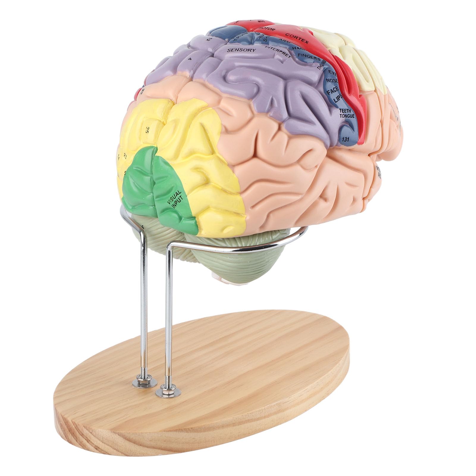 Oumefar Medizinisches Gehirn Anatomisches menschliches Gehirn Modell 4D Struktur des menschlichen Gehirns Hirnrinde 4 Teile Anatomie Medizinisches Lehren Lernwerkzeug