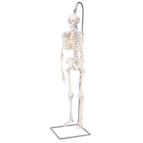 3B Scientific Menschliche Anatomie - Mini-Skelettmodell an Hängestativ + kostenloser Anatomiesoftware - 3B Smart Anatomy