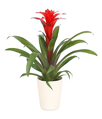 Dehner Guzmanie, Guzmania calypso, mit Übertopf, Bromelie mit roter Blüte, ca. 35 cm, Ø Topf 13 cm, Zimmerpflanze