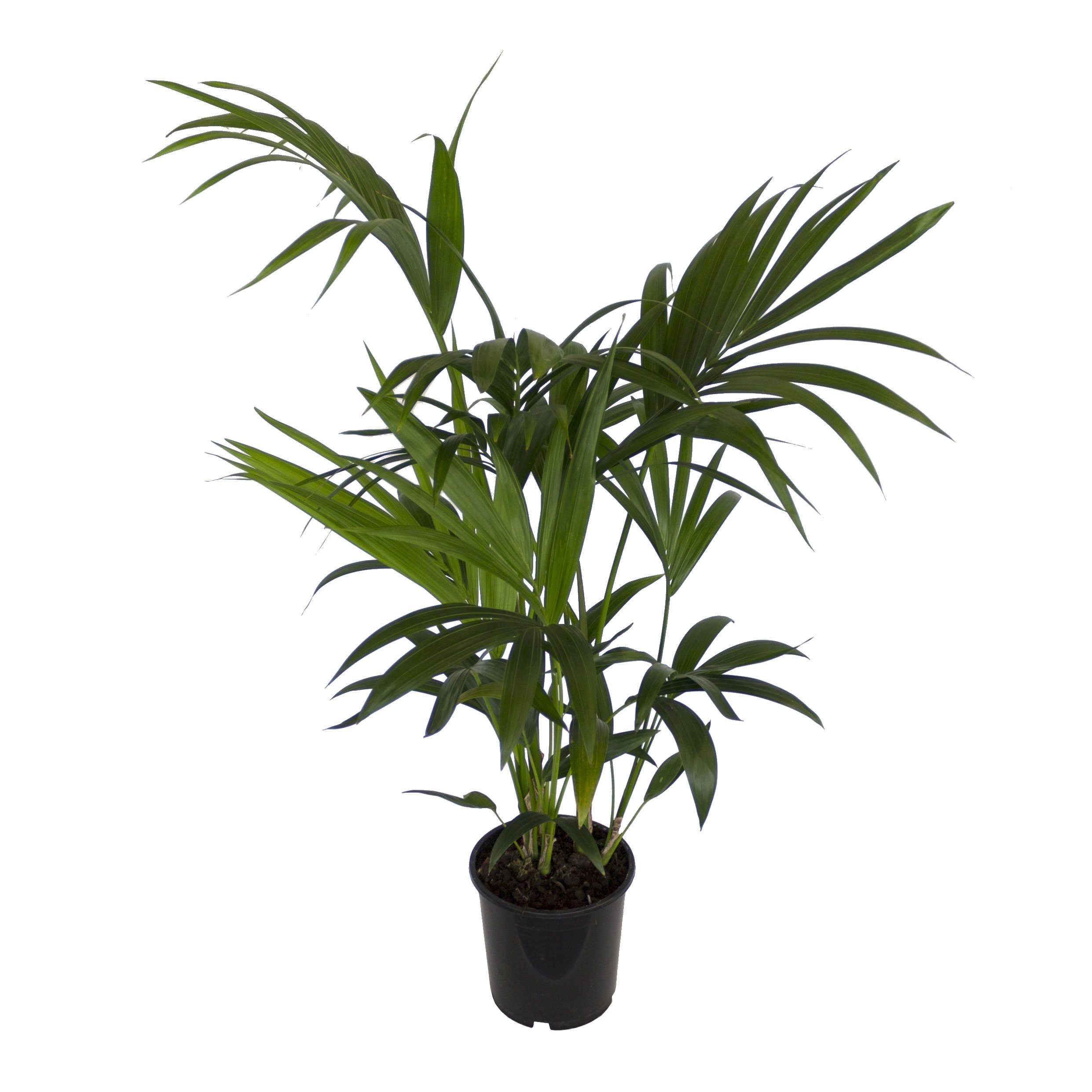 Dominik Blumen und Pflanzen, Zimmerpflanzen Kentia-Palme, Howea forsteriana, 1 Pflanze, 3 l Topf, ca.60-80 cm hoch