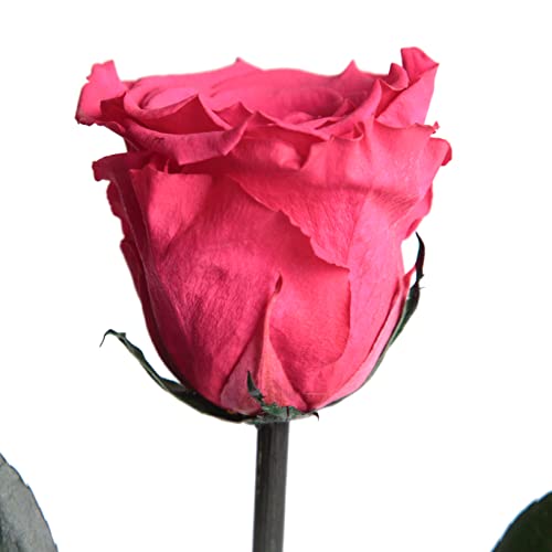 Ewige Rose Pink mit Stiel - echte Rose Fuchsia 30-35cm lang - haltbar 3 Jahre konservierte Rose für Blumenvase Tisch in Dekoration Wohnung modern - Beste Freundin Geschenke (Magenta)