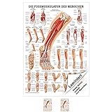 Die Fußmuskulatur Poster Anatomie 70x50 cm medizinische Lehrmittel
