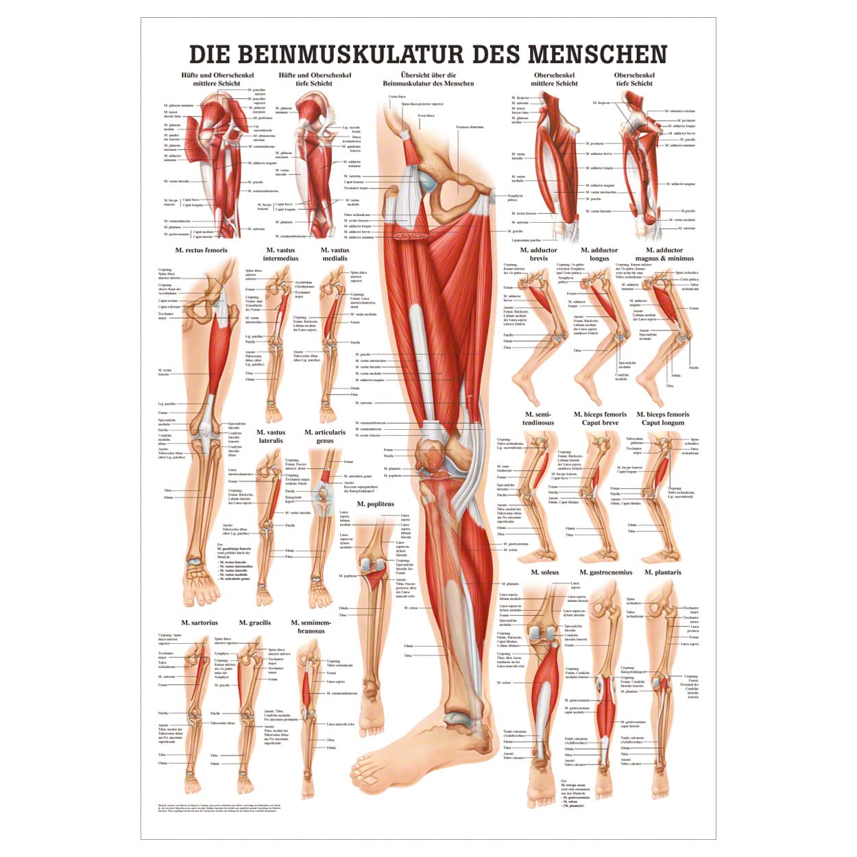 Rüdiger Die Beinmuskulatur Poster Anatomie 70x50 cm medizinische Lehrmittel