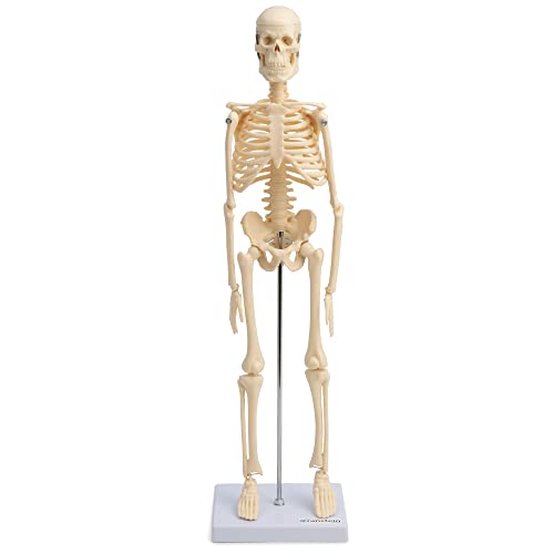 Cranstein-wissenschaftliches kleines Mini-Skelettmodell, 20 ", gelb