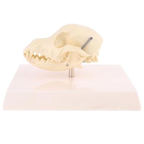 JINGERL Eanin Hundeschädel Modell Anatomie Skeleton Veterinary Exemplar Lehre Bildung Ausbildung