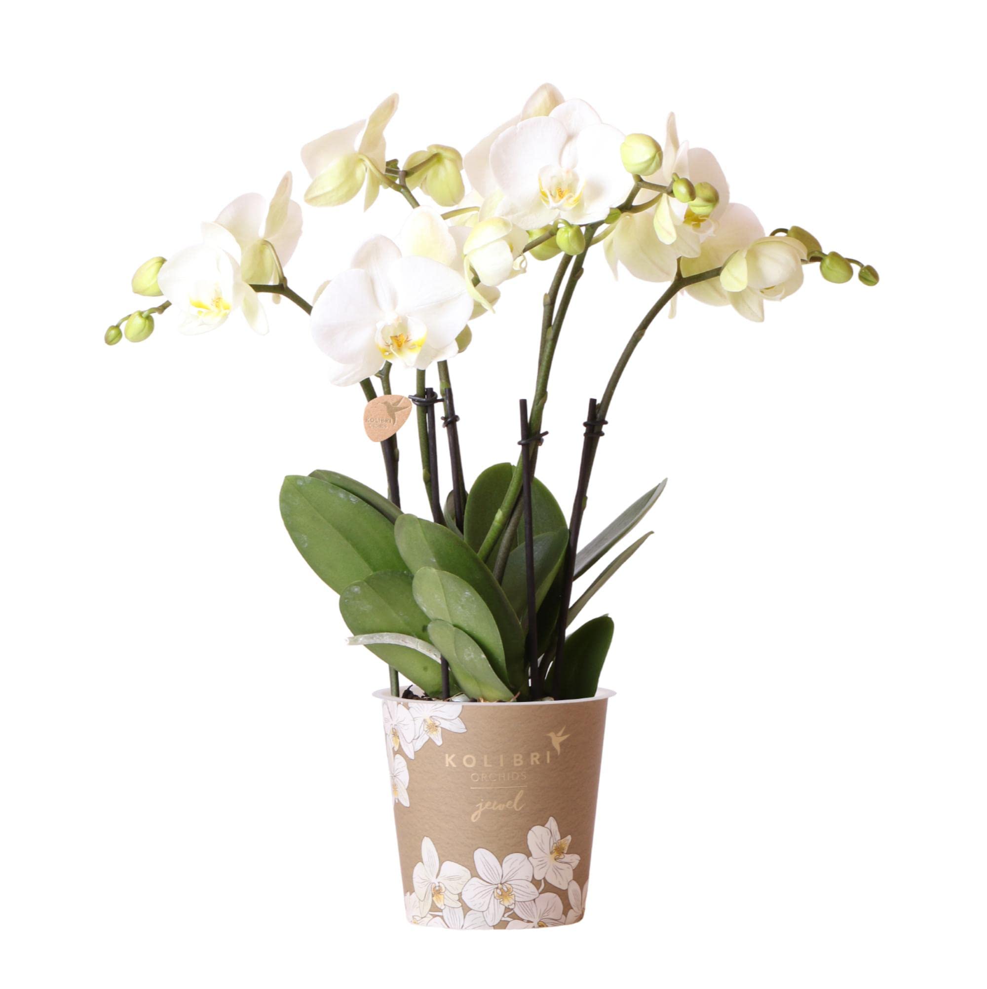 Kolibri Orchids | Weiße Phalaenopsis Orchidee Topfgröße - Jewel Ghent - Topfgröße Ø12cm | blühende Zimmerpflanze - frisch vom Züchter