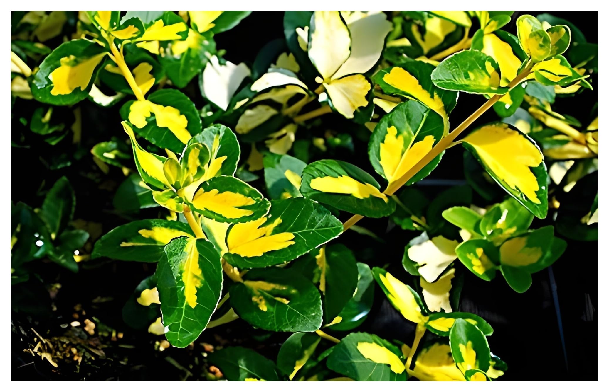10 x Euonymus fortunei 'Sunspot' (Bodendecker/Gehölz/Winterhart/Mehrjährig/Immergrün/Heckenpflanze) Goldgelber Spindelstrauch - sehr pflegeleicht - Tolle Blattfärbung - von Stauden Gänge