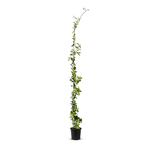 Trachelospermum Jasminoides - 170cm - Winterhart - Sternjasmin - toskanischer Jasmin -Weiß - A+| 1 pcs