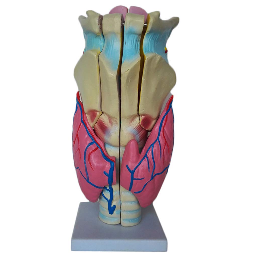Menschlicher Kehlkopf Gelenksimulationsmodell - Professionelles vergrößertes anatomisches Modell des menschlichen Organs - Pvc Medical Medical Anatomisches Modell - für die medizinische Studienanzeige