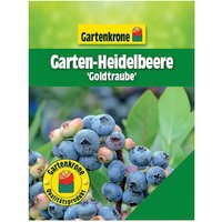 Gartenkrone Garten-Heidelbeere, Vaccinium corymbosum »Goldtraube«, Frucht: blau, zum Verzehr geeignet