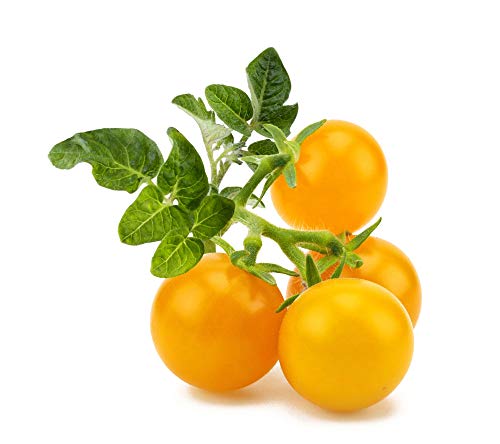 Click & Grow Nachfüller Gelbe Tomaten Refill 3er Pack