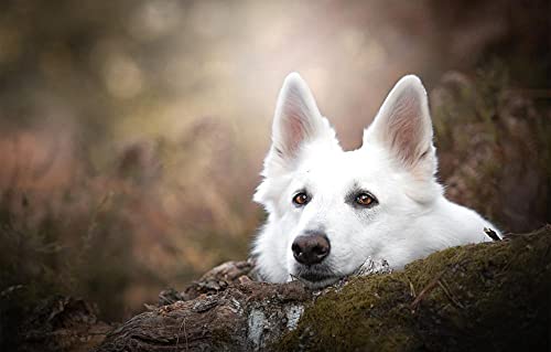 LHJOY Puzzle mädchen Puzzle 500 Teile Hund weißer Schweizer schäferhund