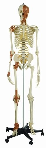 Ruediger Anatomie A272.2 Skelett Modell mit 6 Gelenkbändern und Gesichts/Hals/Nackenmuskulatur