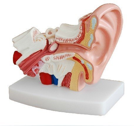 NSKI Human Professional Desktop - Anatomisches Modell des menschlichen Ohres. Modell: YR-H-XC-303, Kunststoff.