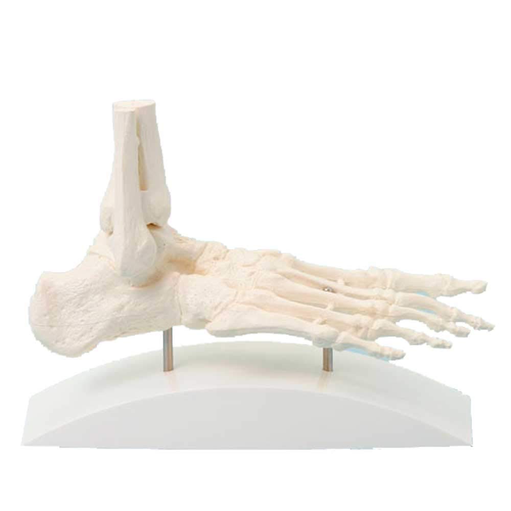 Erler Zimmer Fußskelett mit Stativ Anatomie Modell Naturabguss Menschlicher Fuß in einem Stück