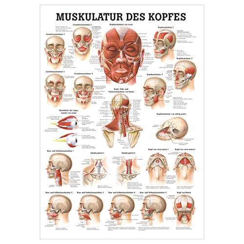 Rüdiger Muskulatur des Kopfes Poster Anatomie 70x50 cm medizinische Lehrmittel
