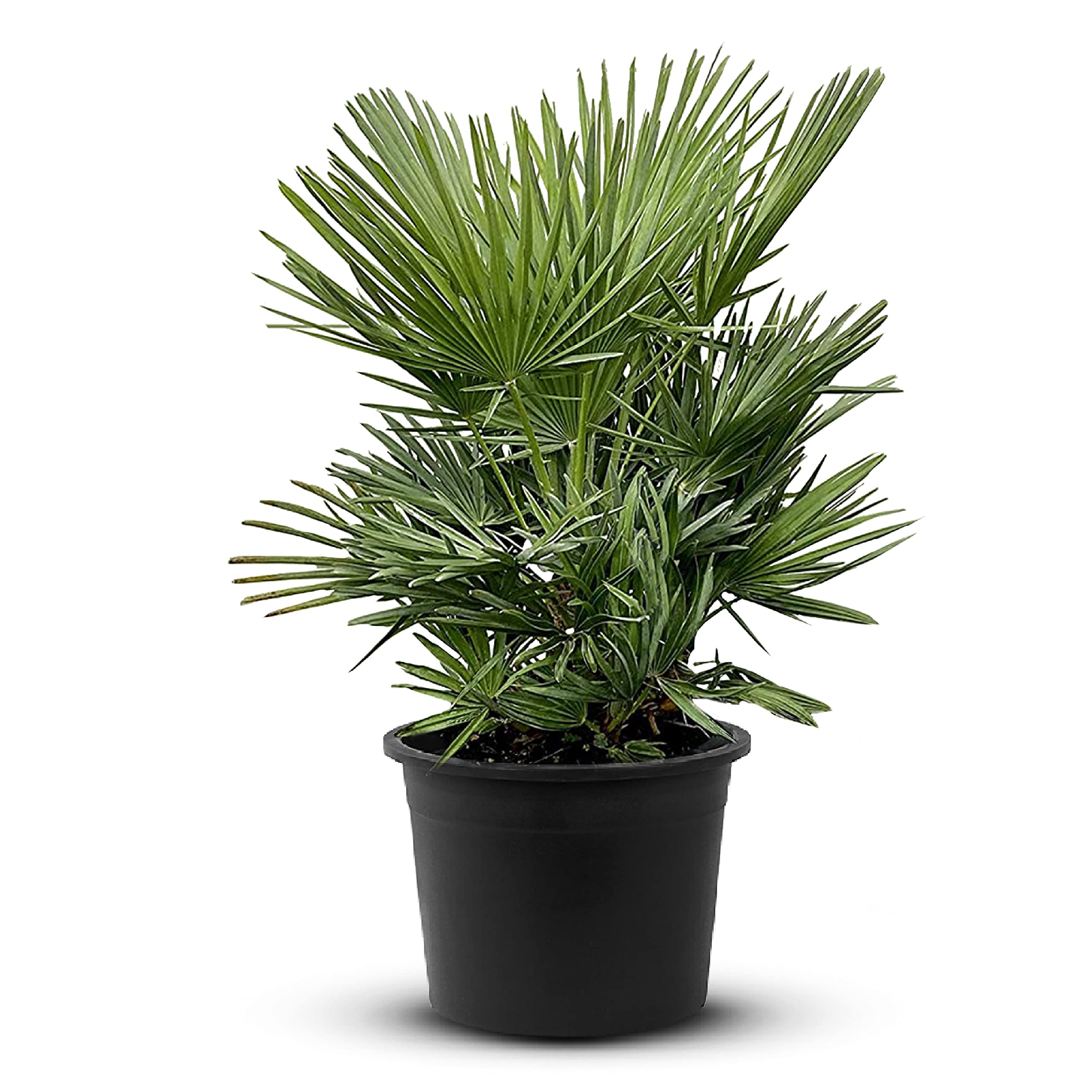 Tropictrees Chamaerops Humilis | Zwergpalme winterhart & kältebeständig, mit einer Höhe von 100 cm | Kleinwüchsig | Outdoor Grünpflanzen | Outdoor Palme