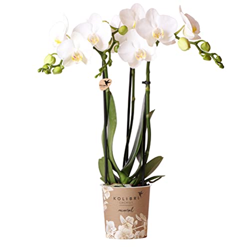 Kolibri Orchids | weiße Phalaenopsis-Orchidee - Amabilis - Topfgröße Ø9cm | blühende Zimmerpflanze - frisch vom Züchter