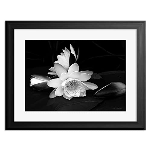 Wee Blue Coo White Flower Bloom Black Background Mounted Art Print Premium Framed Poster Wall Decor 12X16 Inch Spoon Moulding