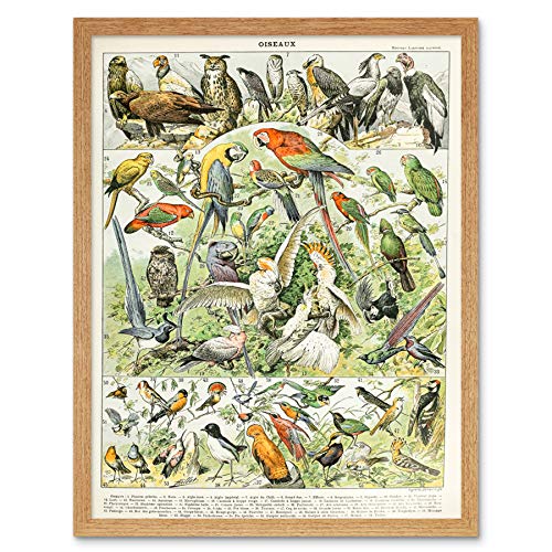 Millot Encyclopedia Page Birds Parrots Vultures Art Print Framed Poster Wall Decor 12x16 inch Seite Vögel Papagei Wand Deko