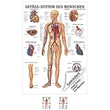 Gefäßsystem Poster Anatomie 70x50 cm medizinische Lehrmittel
